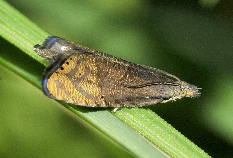 Tortricidae dalle Alpi